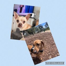 Small Male Dachshund (Miniature) Dog
