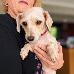 Small Female Poodle Mix Dog