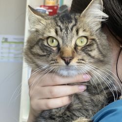 Male Domestic Medium Hair (DMH) Cat