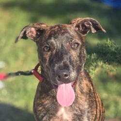 Medium Male American Staffordshire Terrier Mix Dog