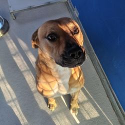 Large Male American Staffordshire Terrier Mix Dog