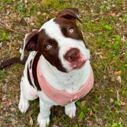Medium Female Bull Arab Mix Dog