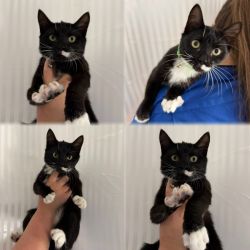 Female Domestic Short Hair (DSH) Cat