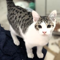 Male Domestic Short Hair (DSH) Cat