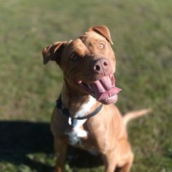 Large Female Kelpie x Sharpei Mix Dog