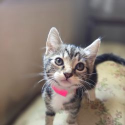 Female Domestic Short Hair (DSH) Mix Cat