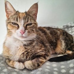 Female Domestic Short Hair (DSH) Mix Cat