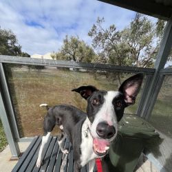 Large Male Staghound x Mixed Mix Dog