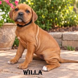 Medium Female Mixed breed Dog