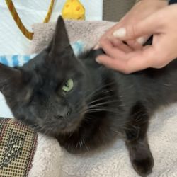 Female Domestic Short Hair (DSH) Cat