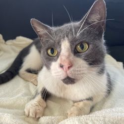 Male Domestic Short Hair (DSH) Cat