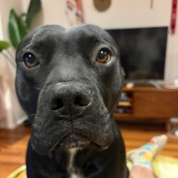 Large Male Staffordshire Bull Terrier x Mastiff Mix Dog