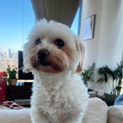Small Male Maltese Dog