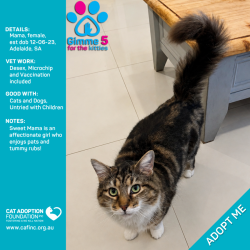Female Domestic Medium Hair (DMH) Cat