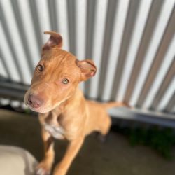 Medium Female Mixed Breed Dog