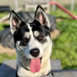 Large Female Alaskan Malamute x Siberian Husky Mix Dog