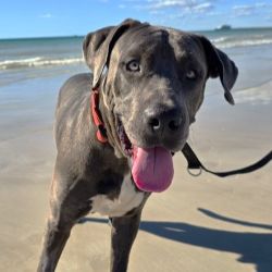 Large Male Staffordshire Bull Terrier x Mixed breed Mix Dog