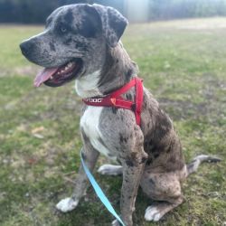 Large Male Catahoula Leopard Dog Mix Dog