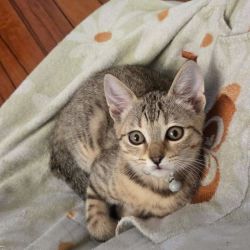 Female Domestic Short Hair (DSH) Cat