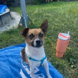 Small Male Jack Russell Terrier Mix Dog