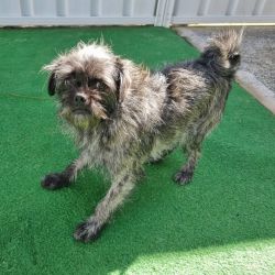Small Female Griffon Bruxellois (Wire) Mix Dog
