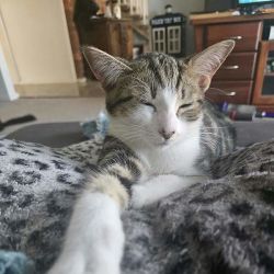 Female Domestic Short Hair (DSH) Cat