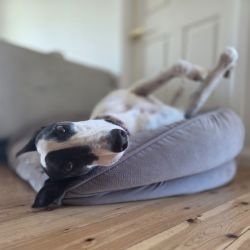 Large Female Greyhound Dog