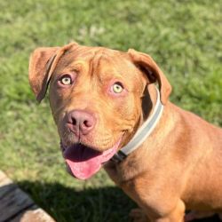 Medium Male Large Cross Breed Mix Dog