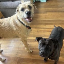 Large Female Irish Wolfhound Dog