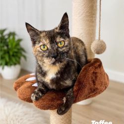 Female Domestic Short Hair (DSH) Mix Cat