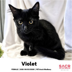 Female Domestic Short Hair (DSH) Cat