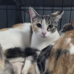 Female Domestic Short Hair (DSH) Cat