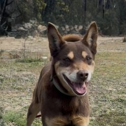 Large Male Australian Kelpie Dog