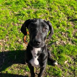 Large Female Great Dane x Mastiff Mix Dog