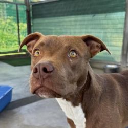 Medium Male American Staffordshire Terrier Mix Dog