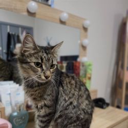 Female Domestic Long Hair (DLH) Cat