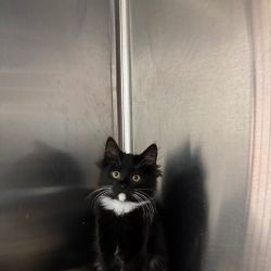 Male Domestic Medium Hair (DMH) Cat