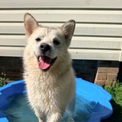 Small Female Pomeranian x Siberian Husky Mix Dog