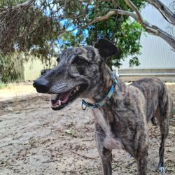 Large Female Greyhound Dog