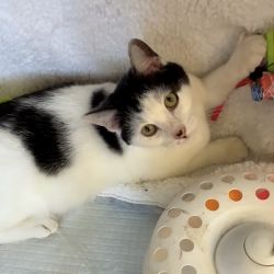 Male Domestic Short Hair (DSH) Cat