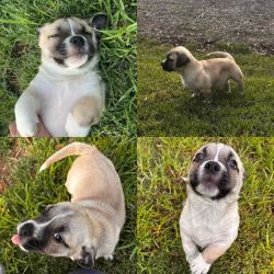 Small Male Jack Russell Terrier Mix Dog