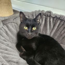 Male Domestic Short Hair (DSH) Cat