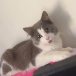 Male Domestic Medium Hair (DMH) Cat