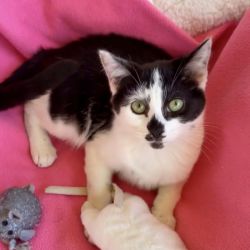 Male Domestic Short Hair (DSH) Cat
