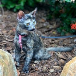 Female Domestic Short Hair (DSH) Mix Cat