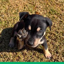 Large Male Australian Cattle Dog x Mixed breed Mix Dog