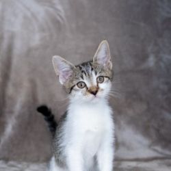 Female Domestic Short Hair (DSH) Cat