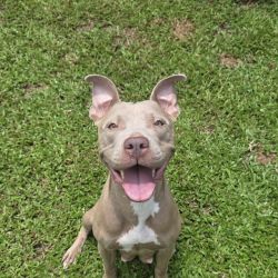 Medium Female American Staffordshire Terrier Mix Dog