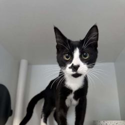 Male Domestic Short Hair (DSH) Cat