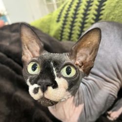 Female Sphynx Cat